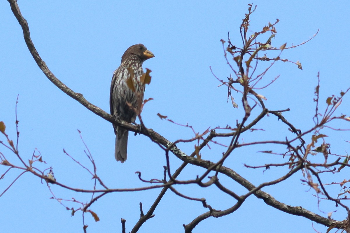 Grosbeak Weaver - ML642812094