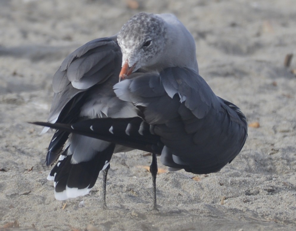 Heermann's Gull - ML642812098