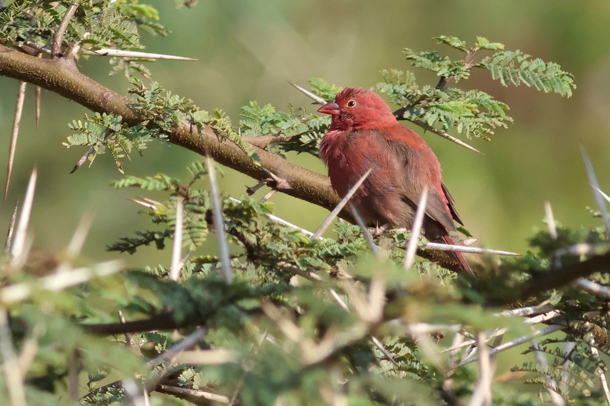 Red-billed Firefinch - ML642812105