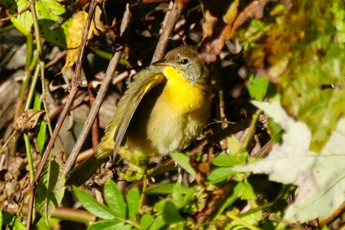 Common Yellowthroat - ML642812107