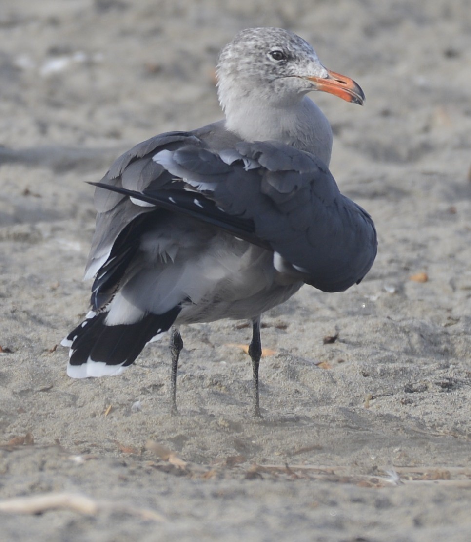 Heermann's Gull - ML642812109