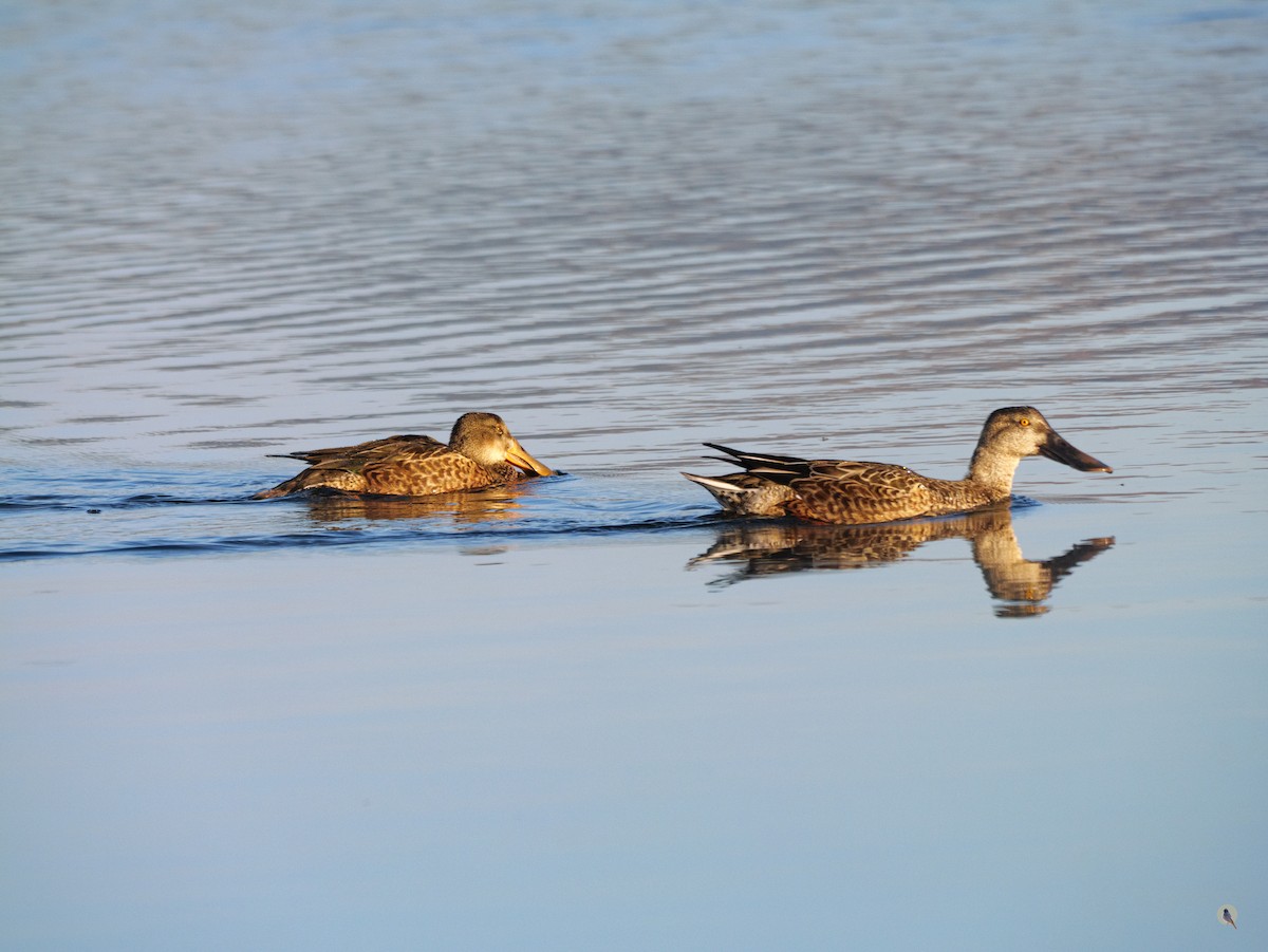 Northern Shoveler - ML642812110