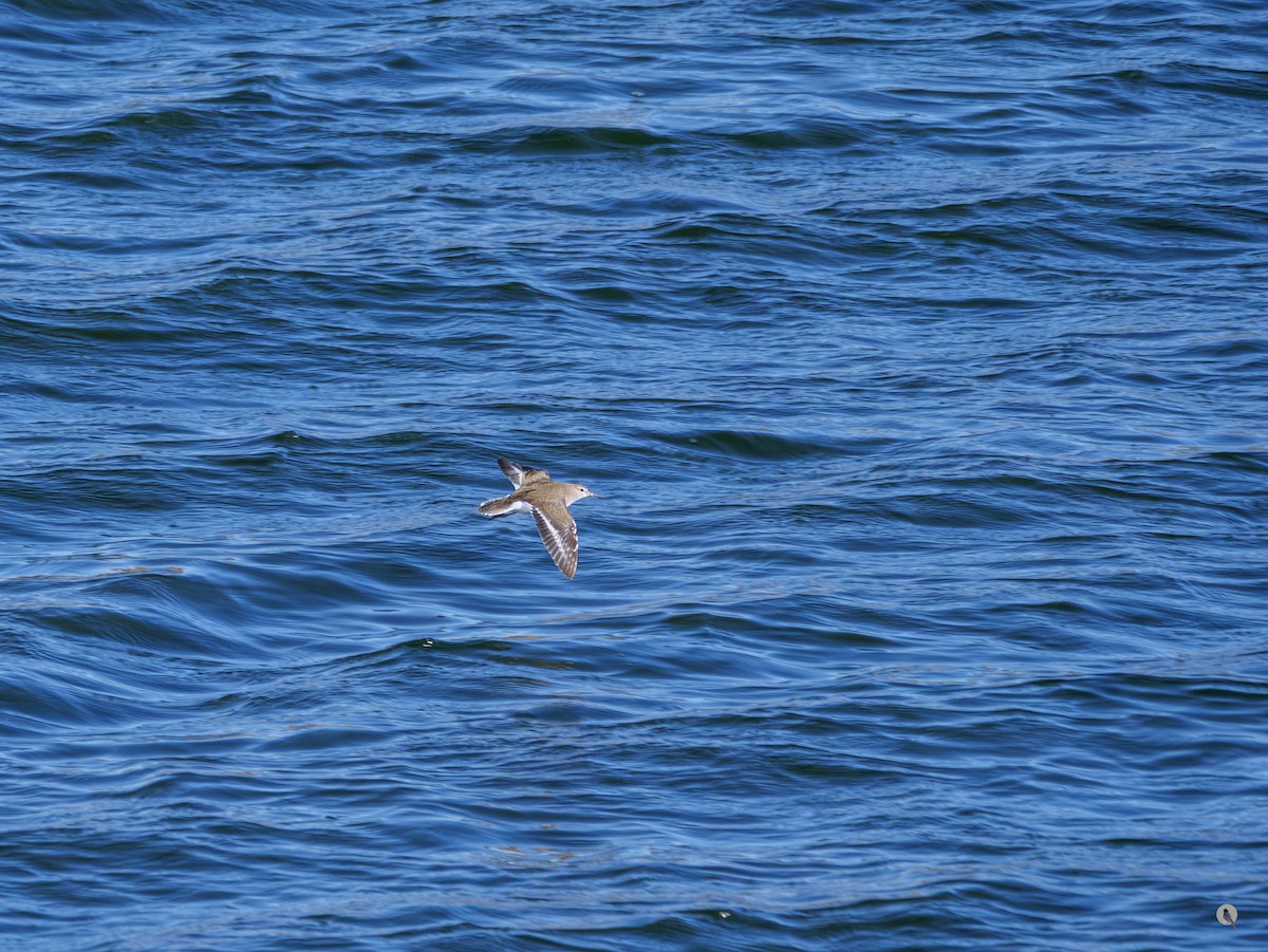 Common Sandpiper - ML642812129