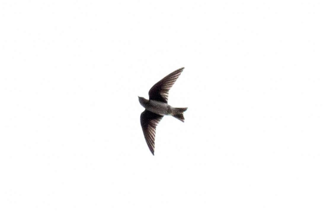 Purple Martin - ML642812131