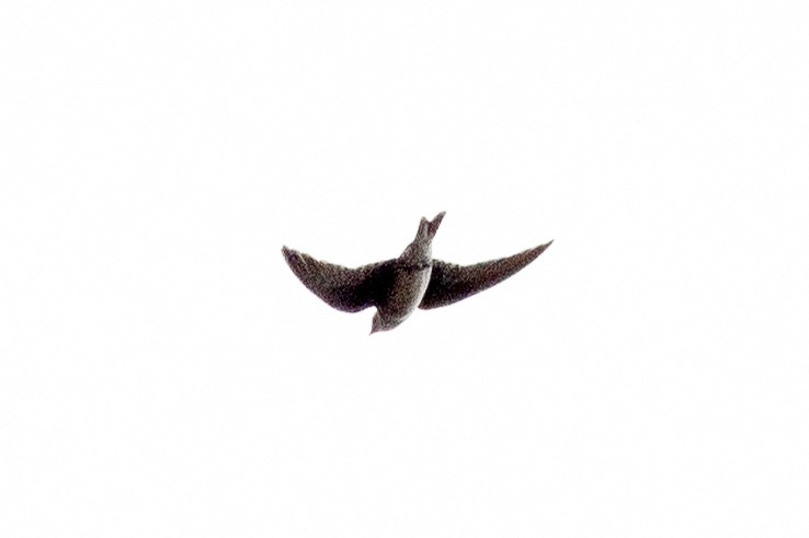 Purple Martin - ML642812132
