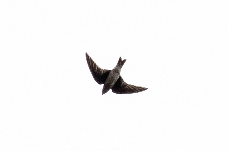 Purple Martin - ML642812133