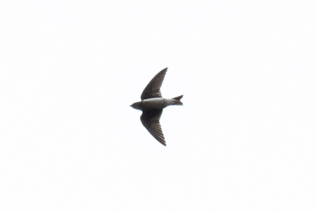 Purple Martin - ML642812134