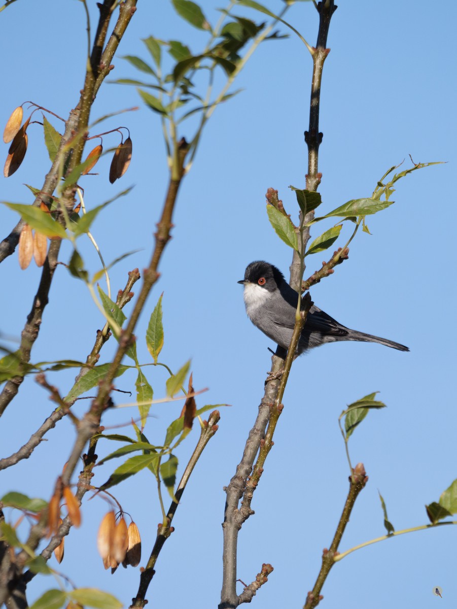 Sardinian Warbler - ML642812138