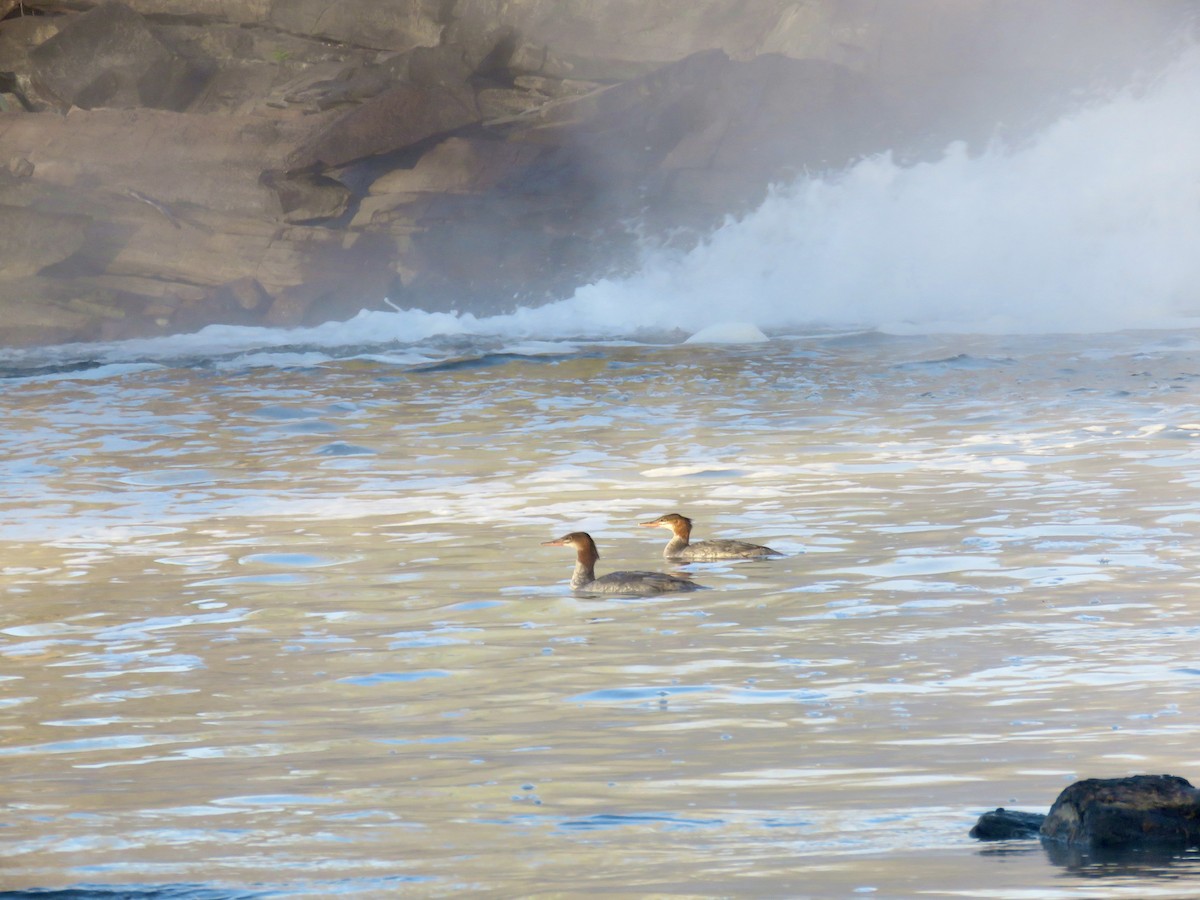Common Merganser - ML642812153