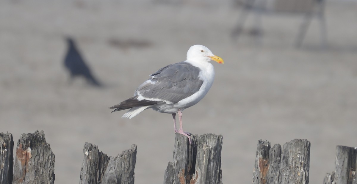 Western Gull - ML642812164