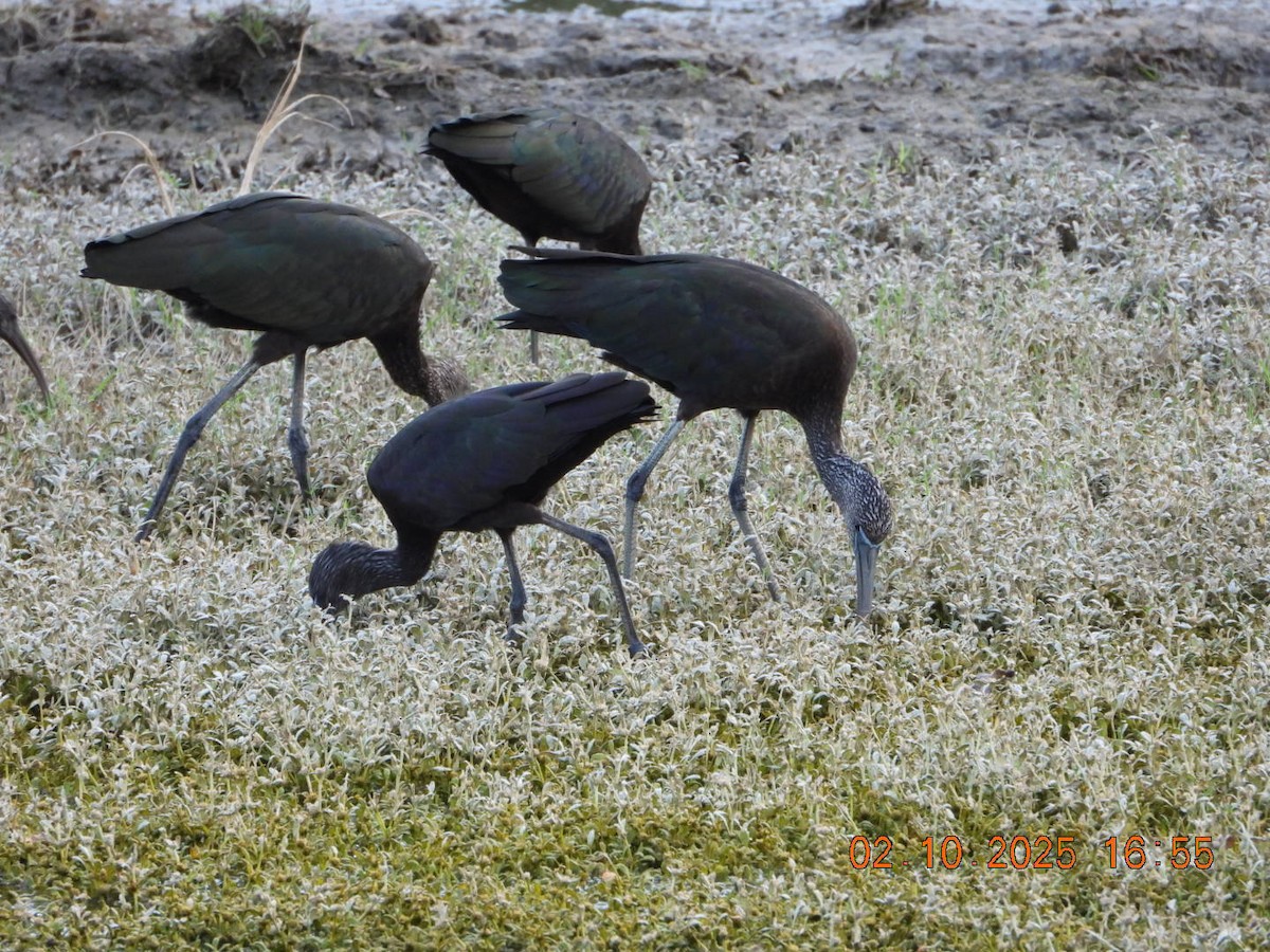 Glossy Ibis - ML642812176
