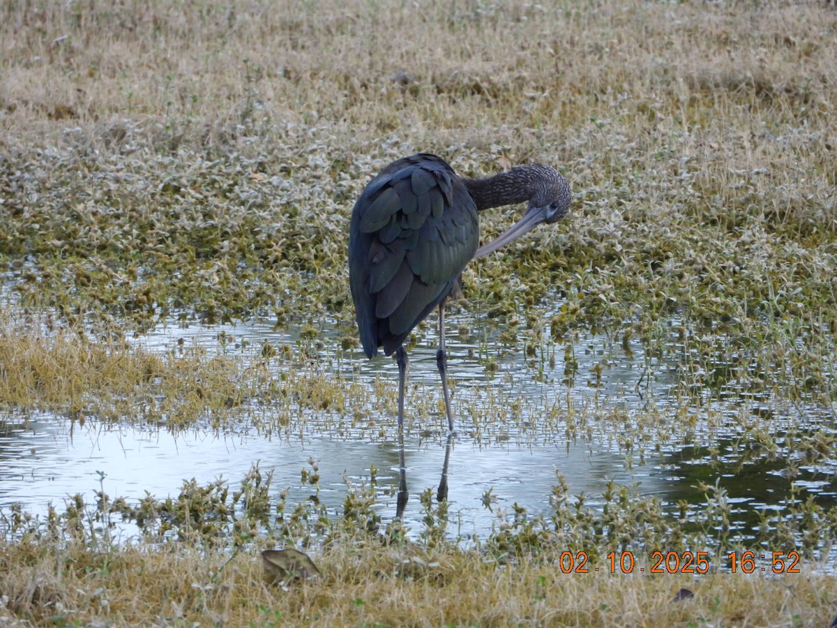 Glossy Ibis - ML642812178