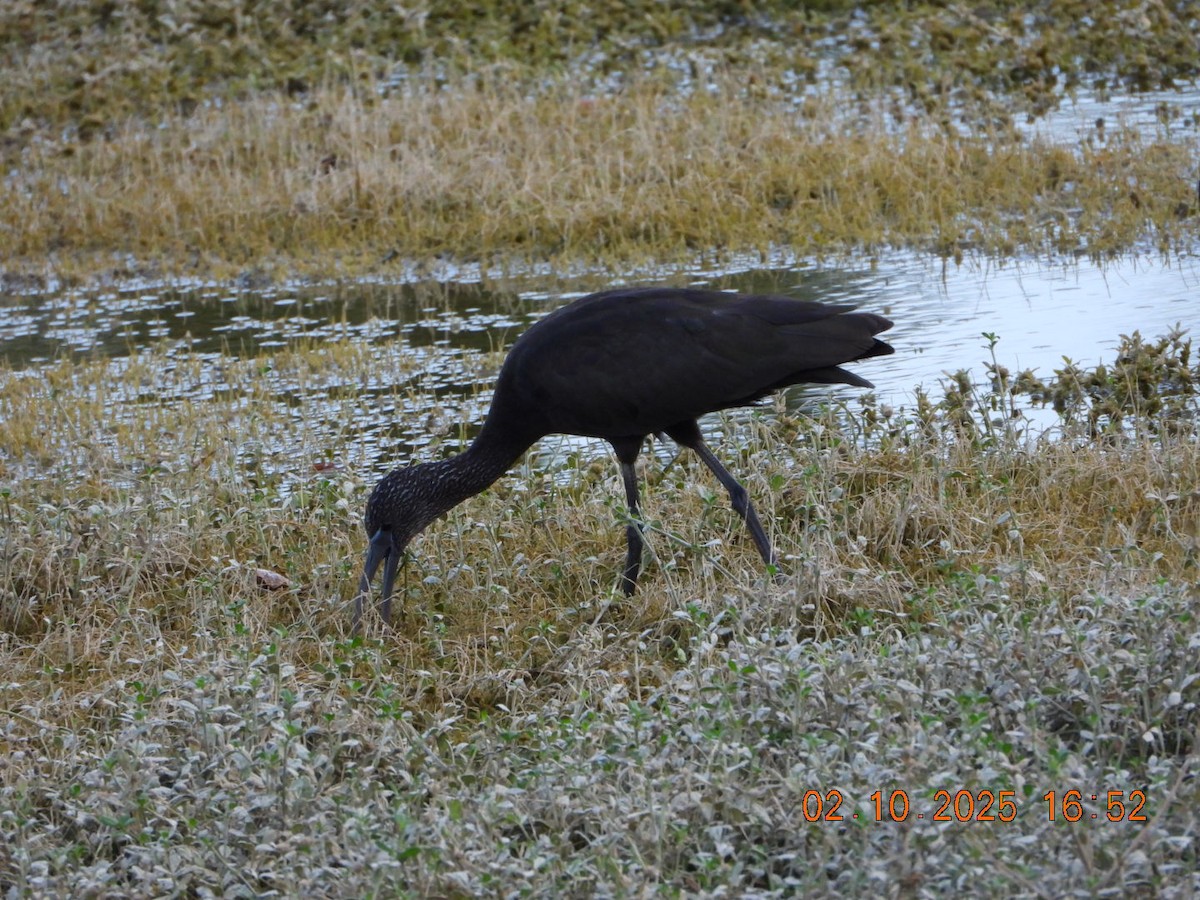 Glossy Ibis - ML642812179