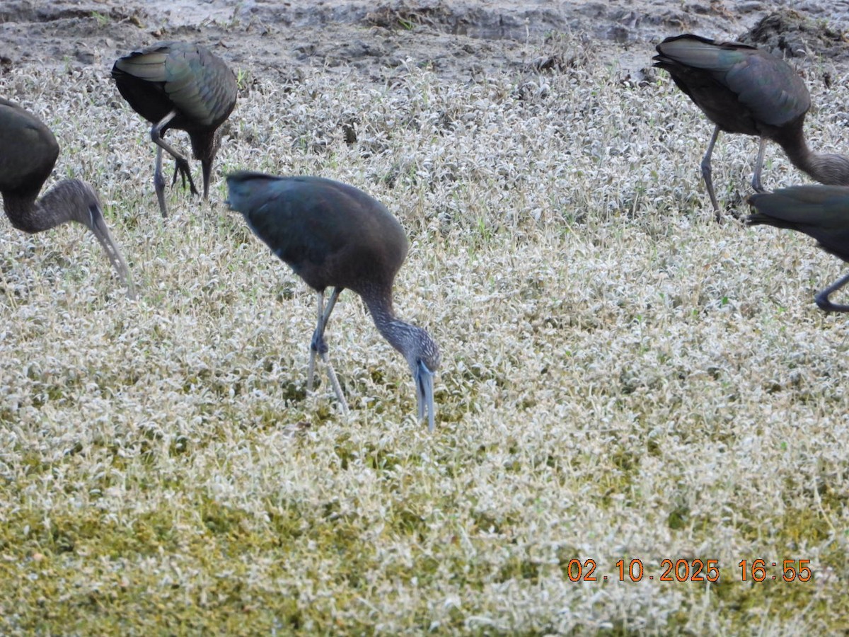 Glossy Ibis - ML642812180