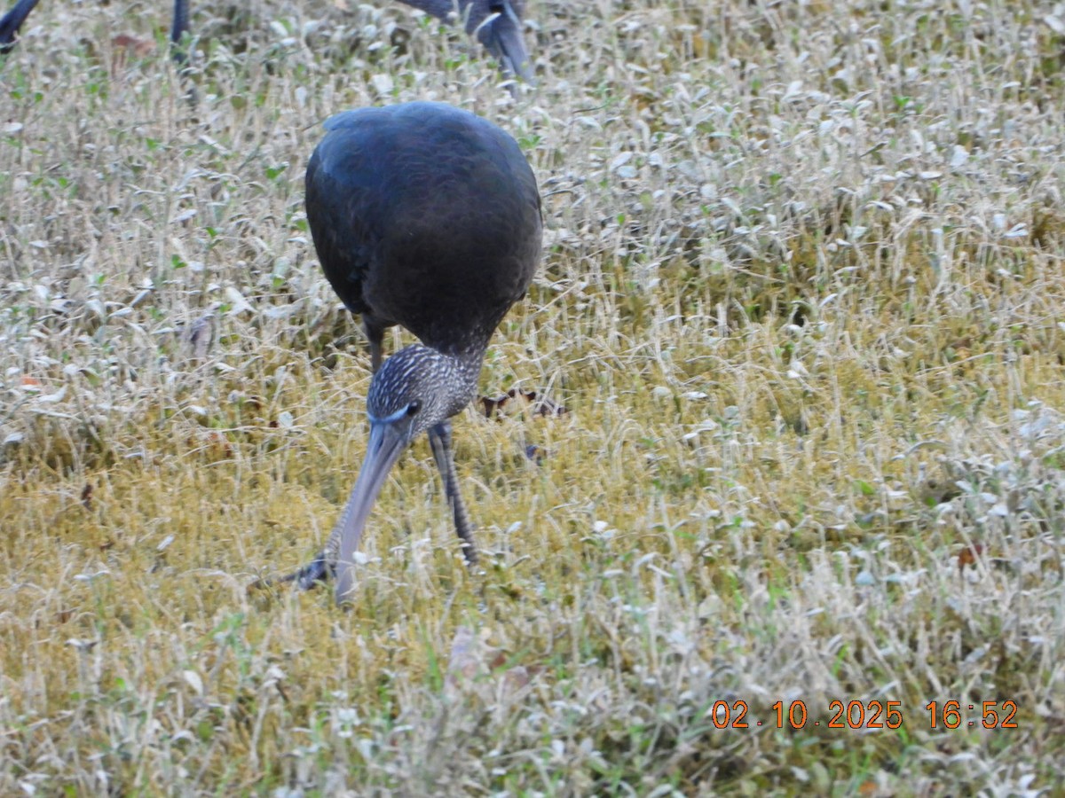 Glossy Ibis - ML642812181
