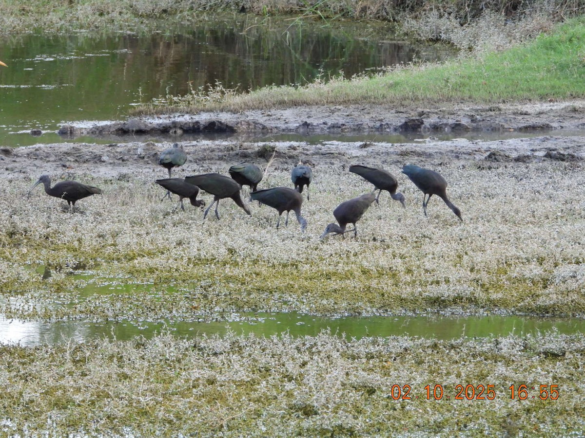 Glossy Ibis - ML642812182