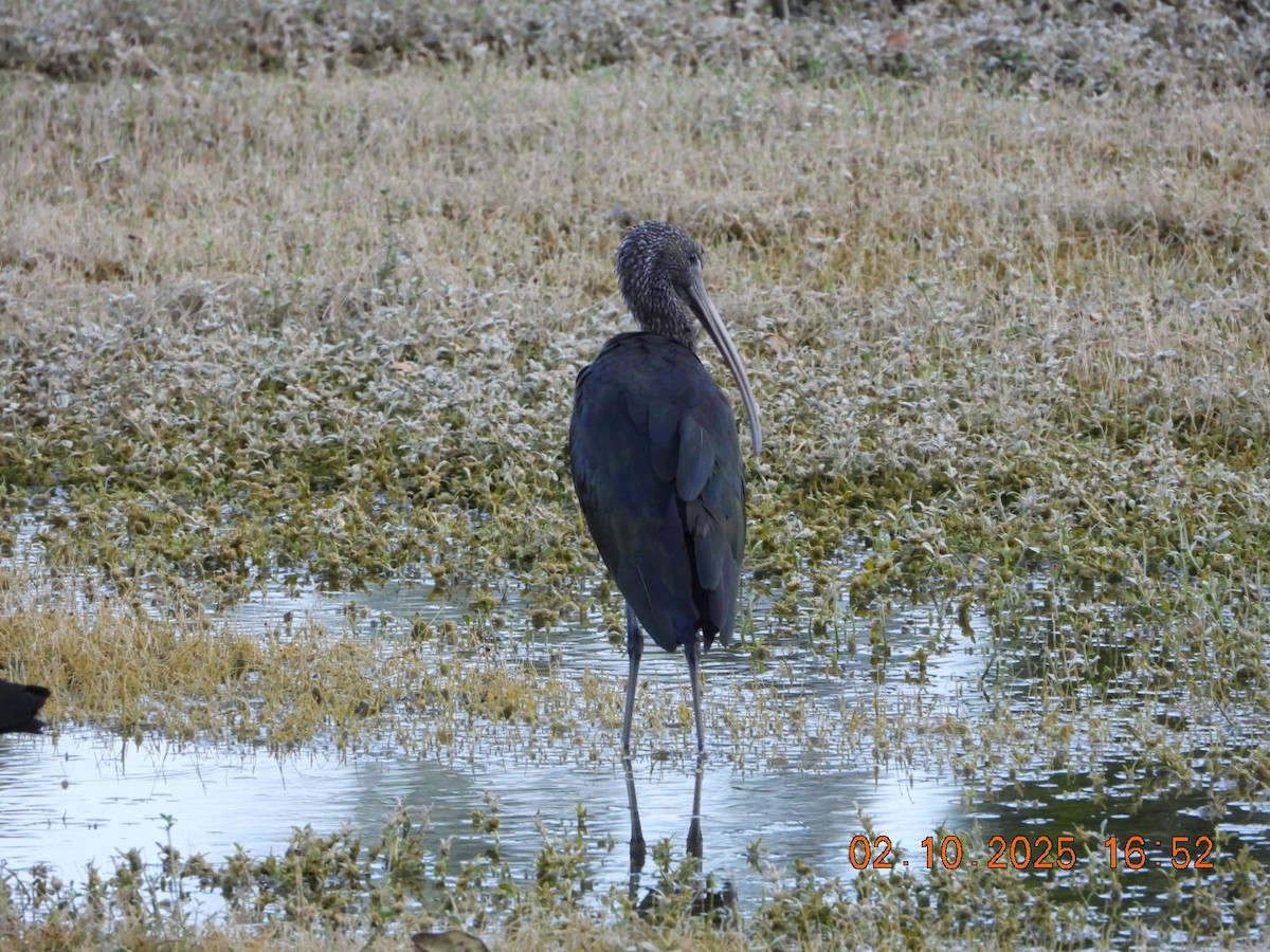 Glossy Ibis - ML642812183