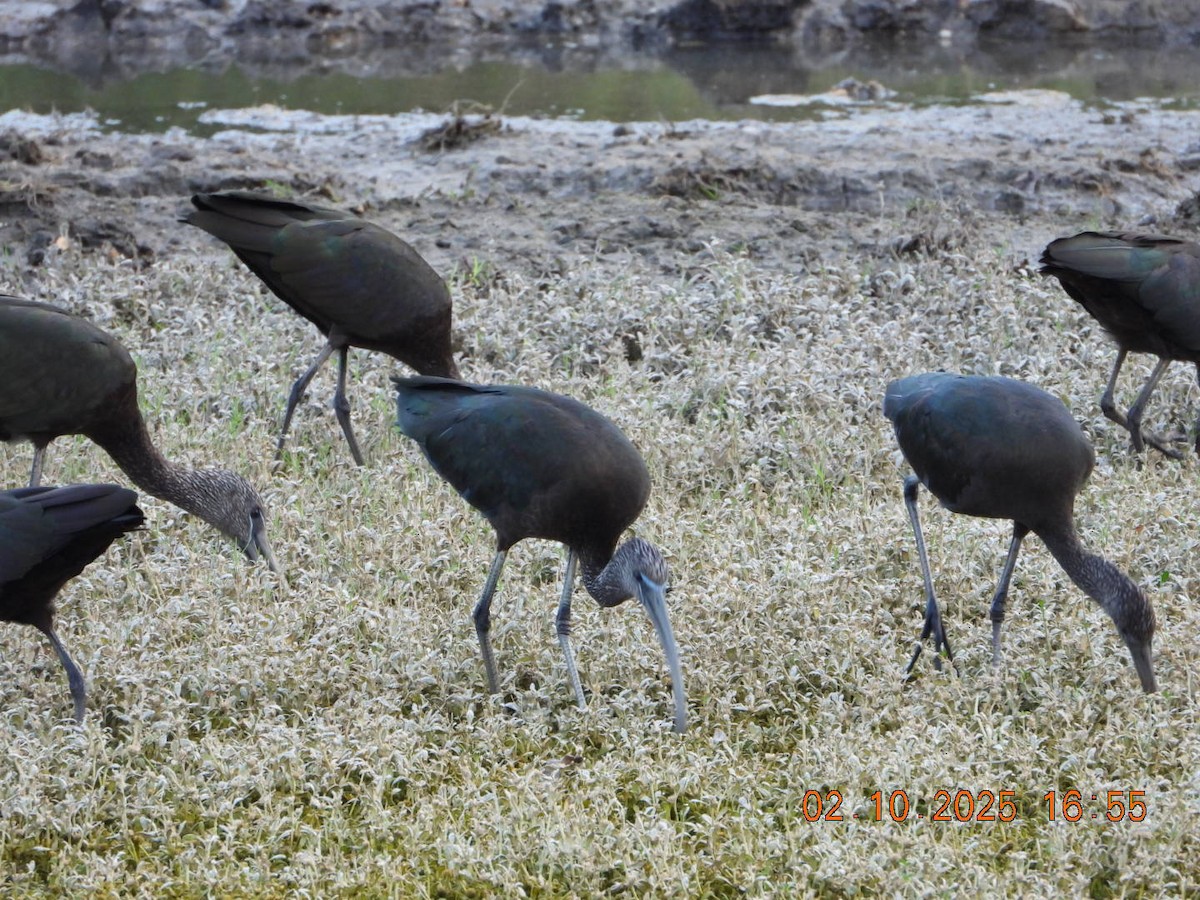 Glossy Ibis - ML642812184