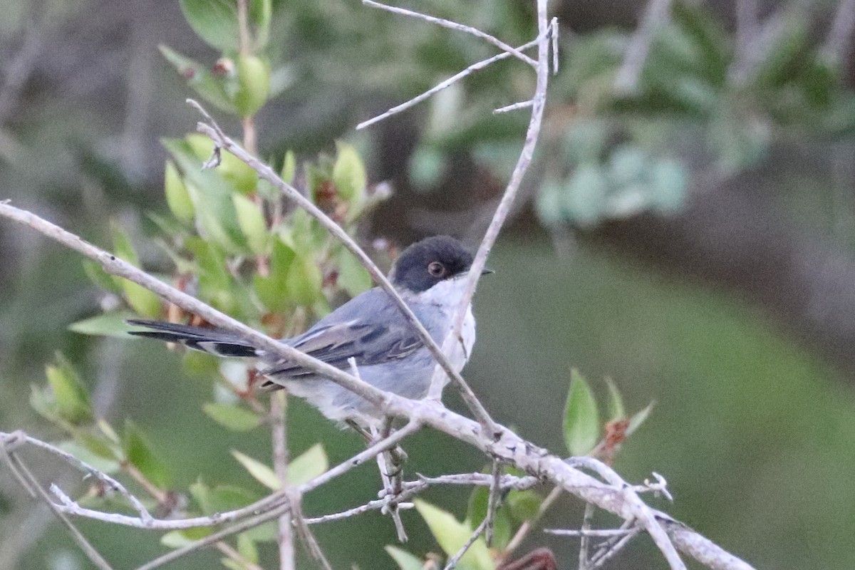Sardinian Warbler - ML642812206