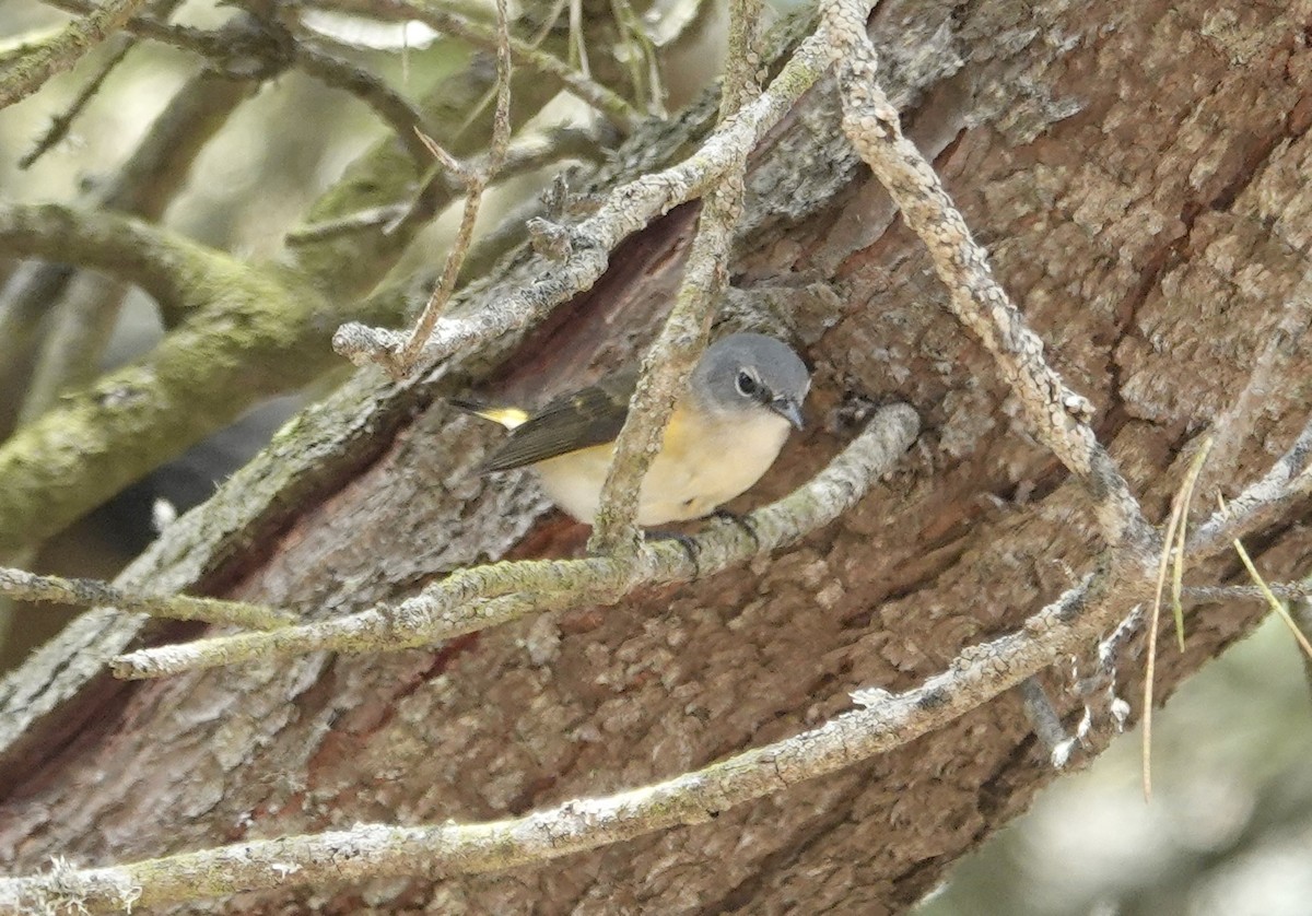 ハゴロモムシクイ - ML642812207