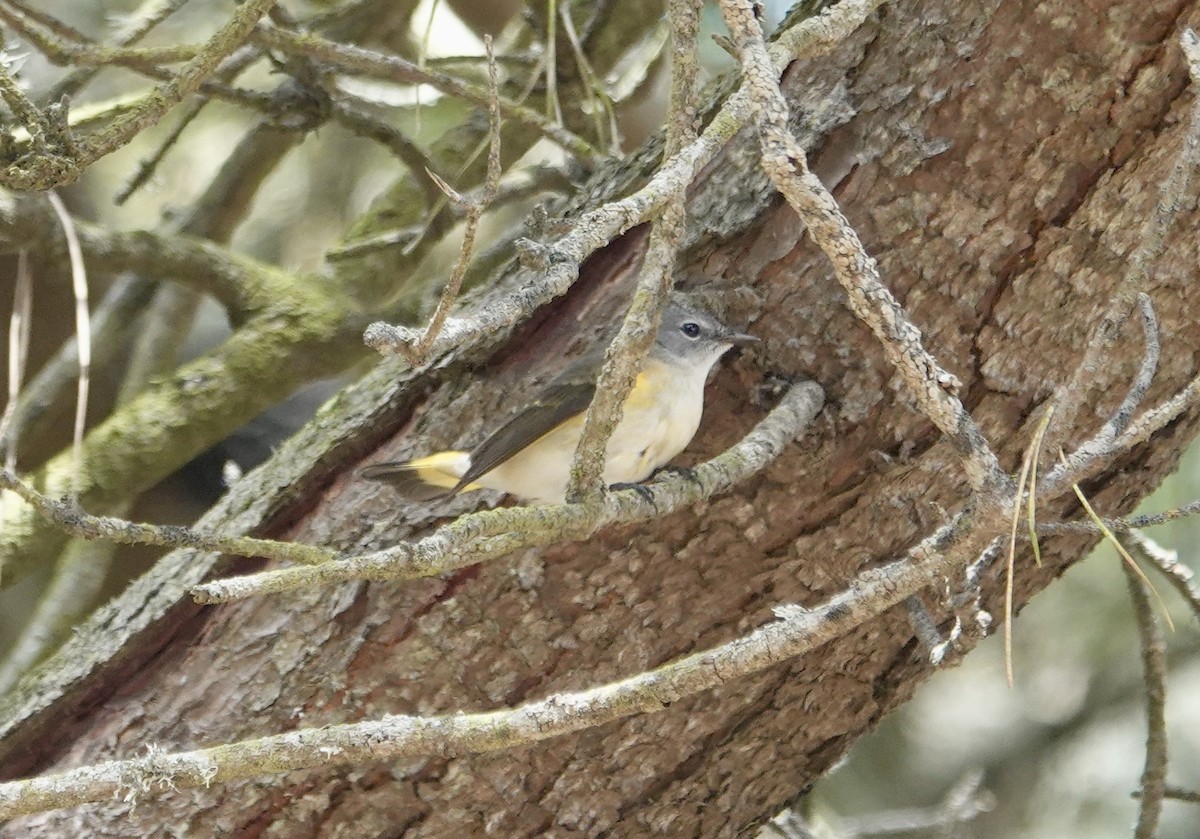 ハゴロモムシクイ - ML642812208