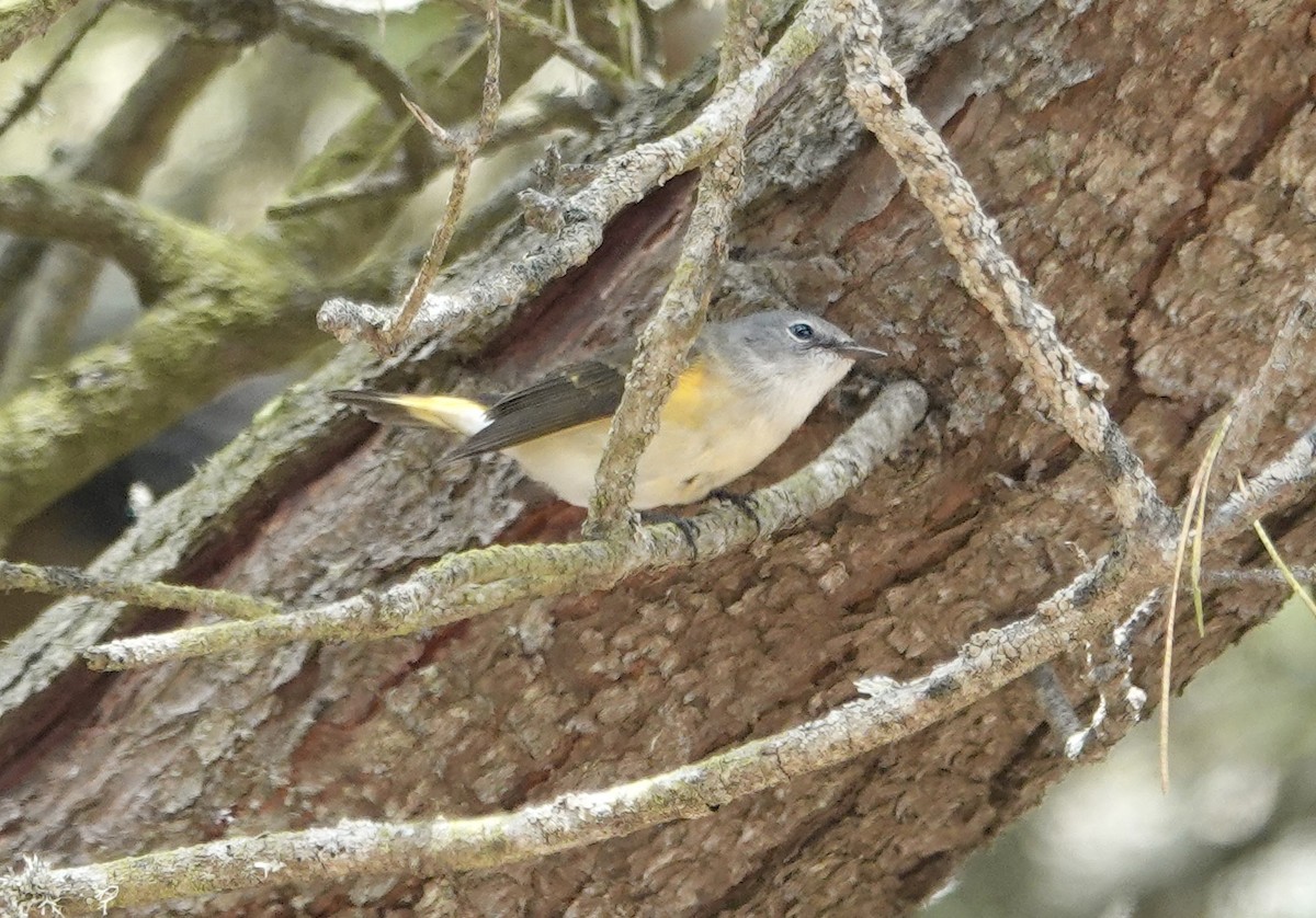 ハゴロモムシクイ - ML642812209