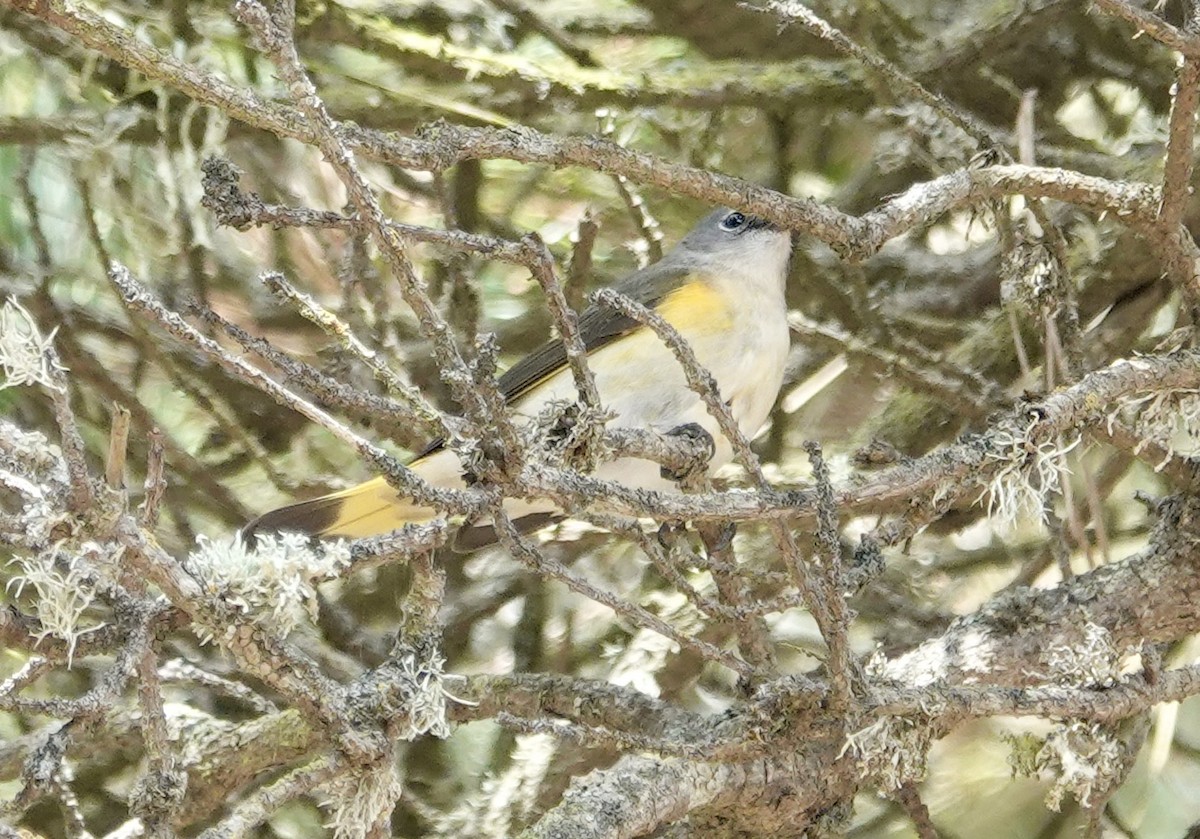 ハゴロモムシクイ - ML642812211