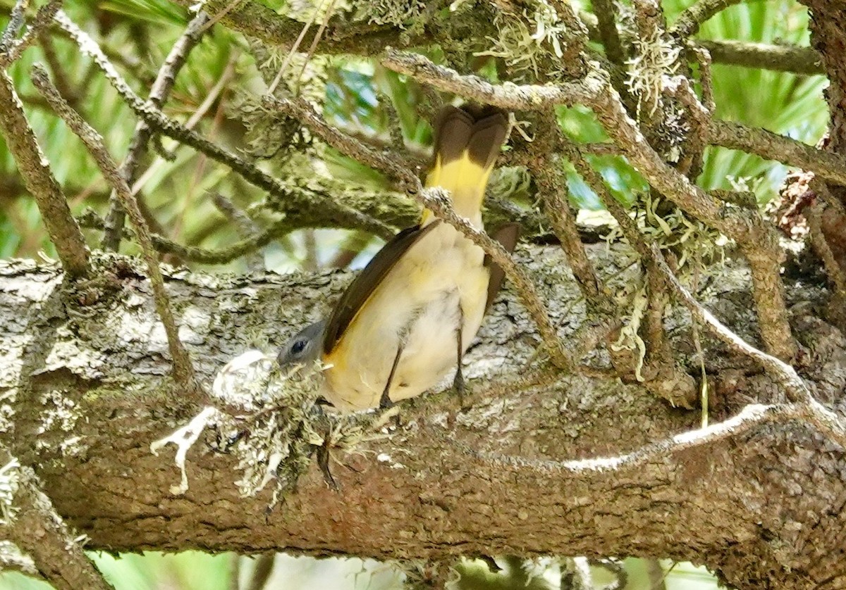 ハゴロモムシクイ - ML642812213