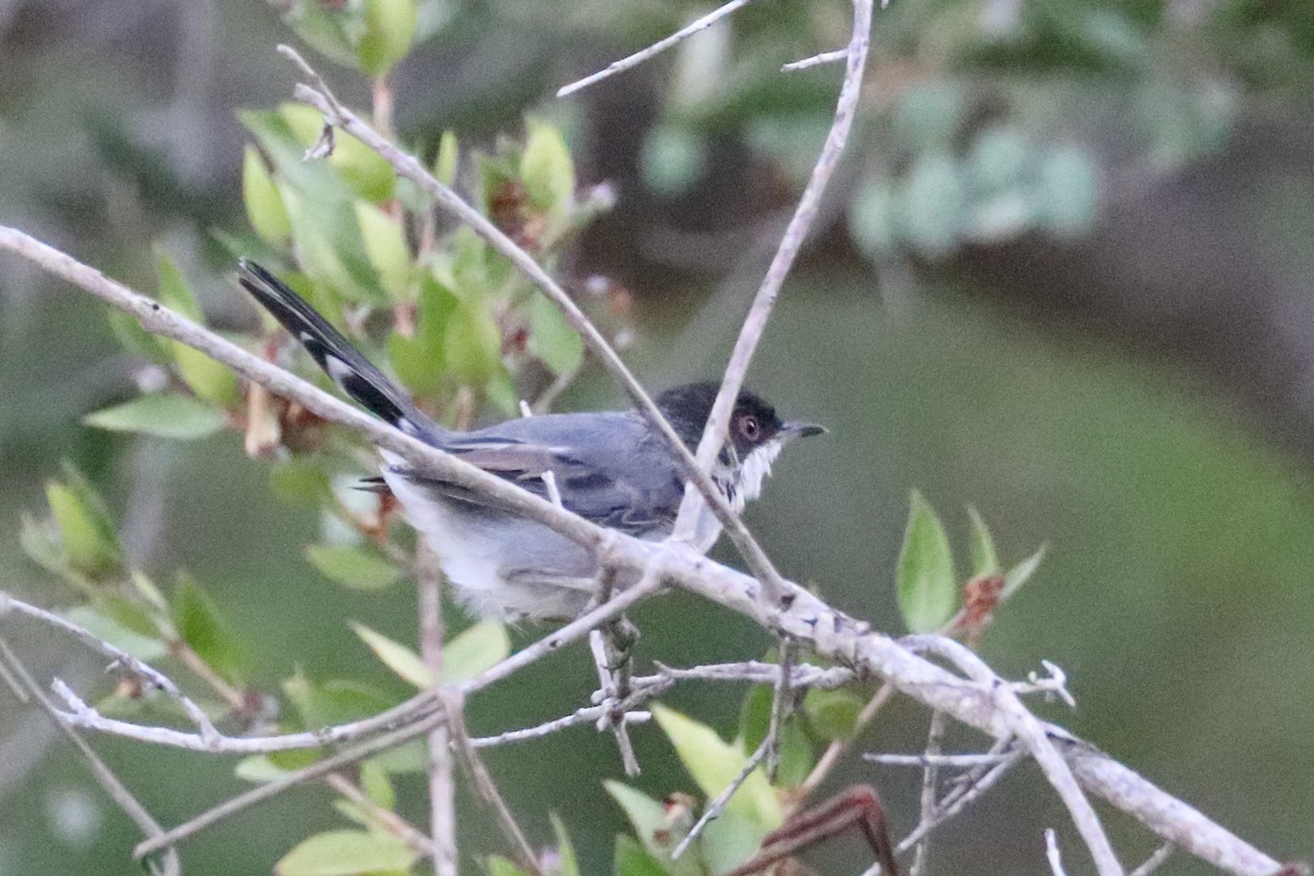 Sardinian Warbler - ML642812215