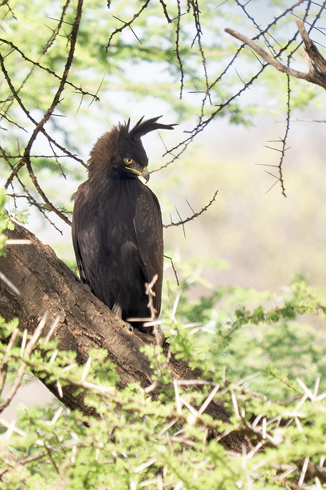 Long-crested Eagle - ML642812216