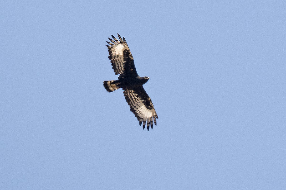 Long-crested Eagle - ML642812217