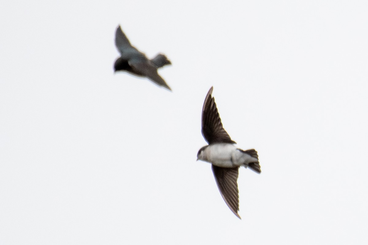 Tree Swallow - ML642812241