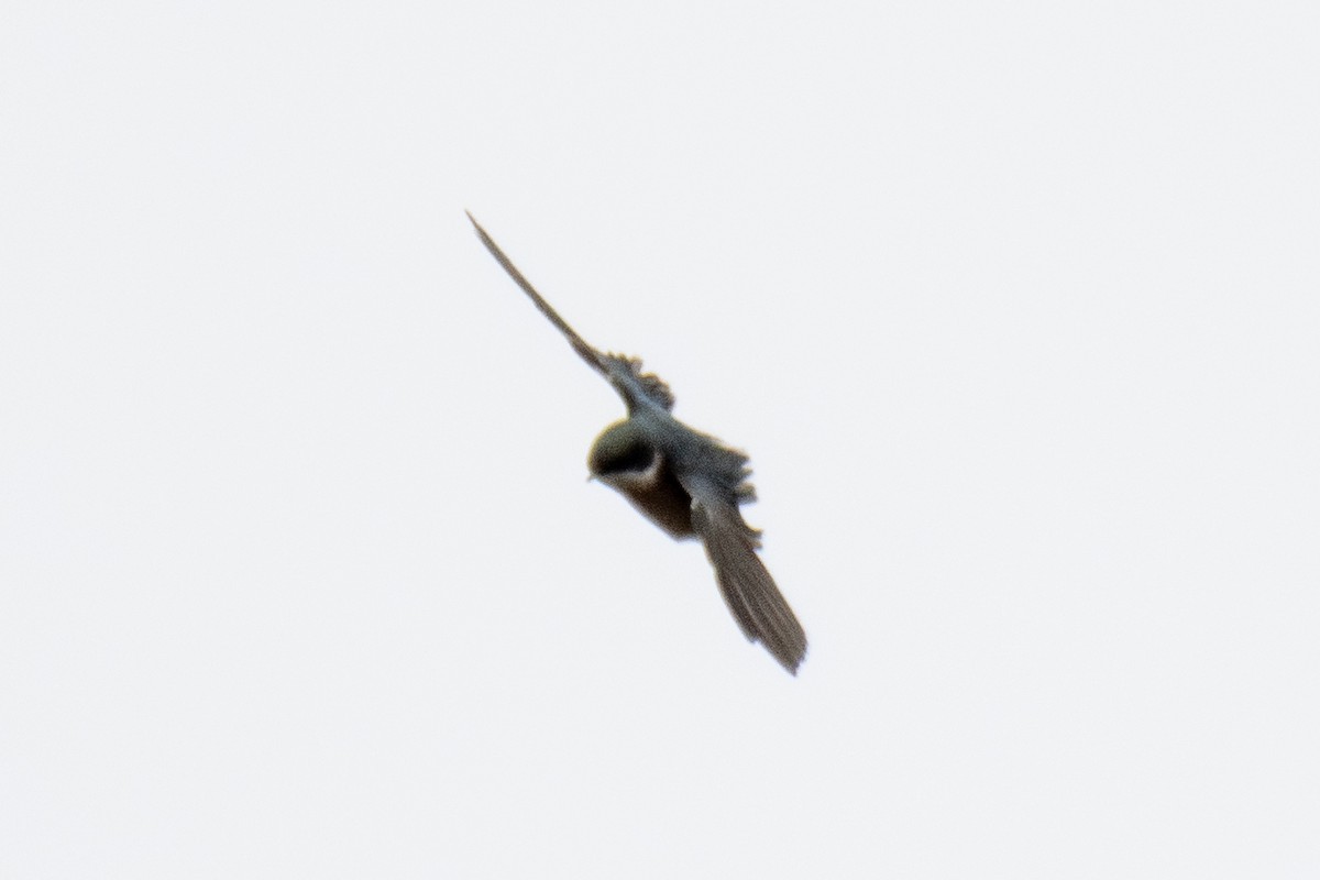 Tree Swallow - ML642812242