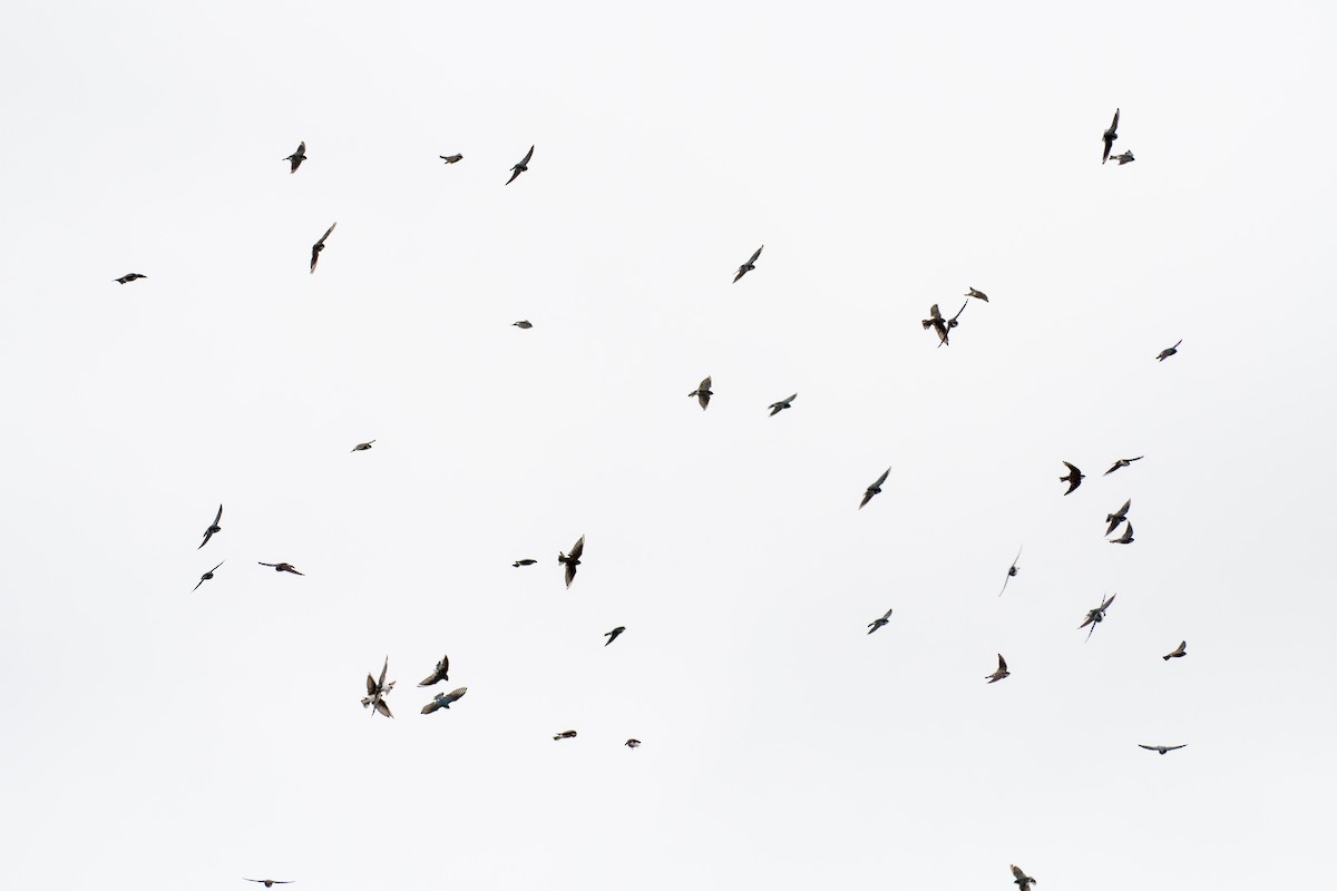 Tree Swallow - ML642812244