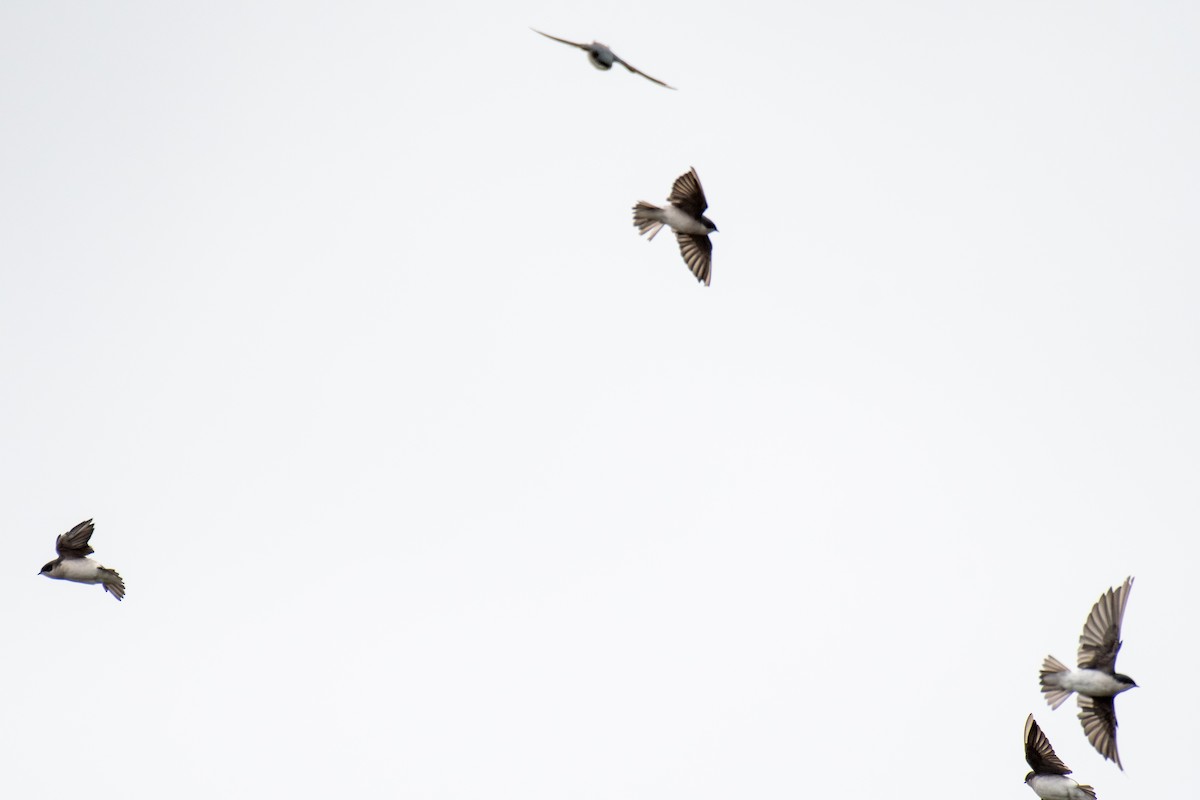 Tree Swallow - ML642812245