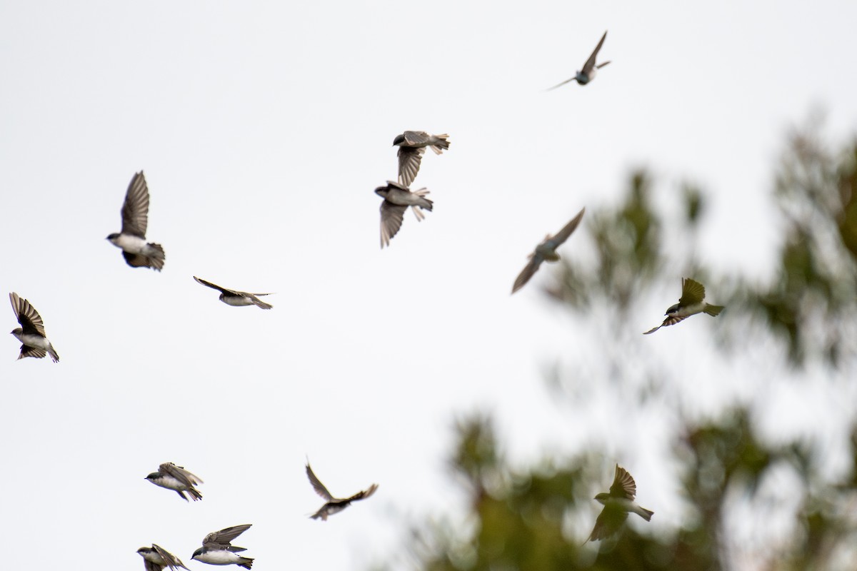 Tree Swallow - ML642812246
