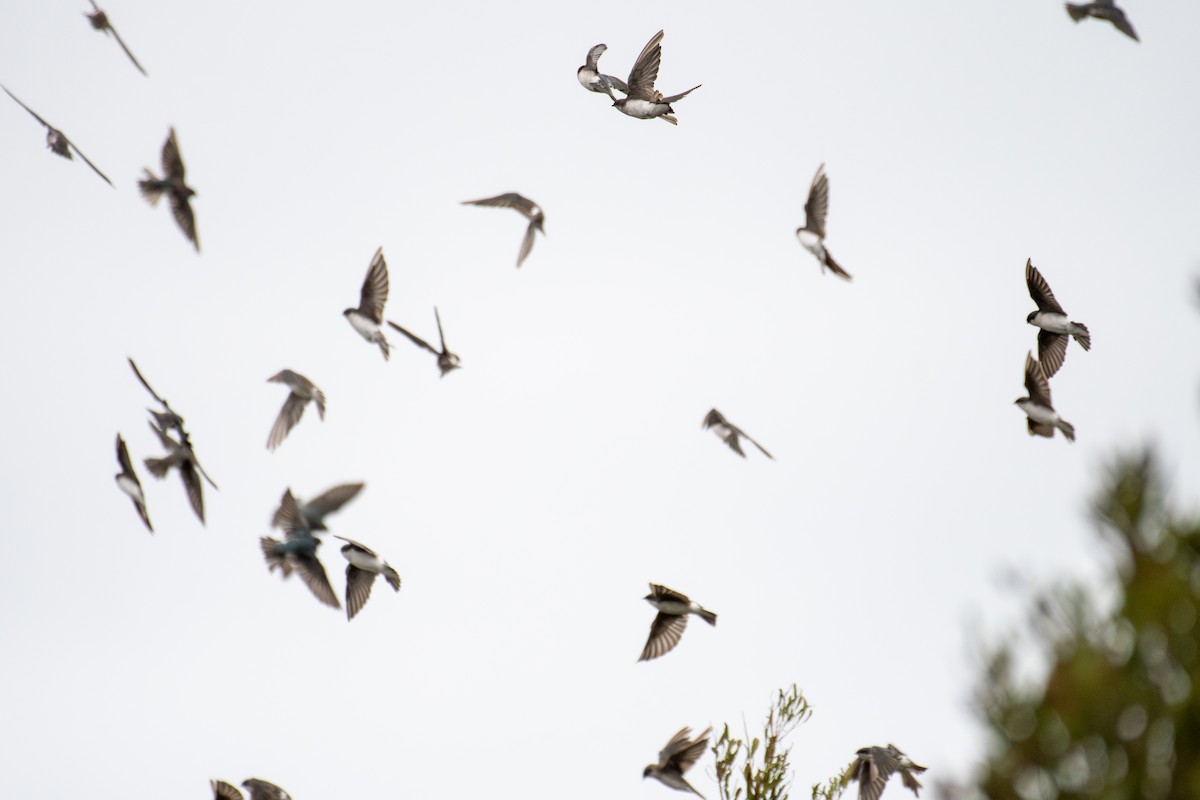 Tree Swallow - ML642812247