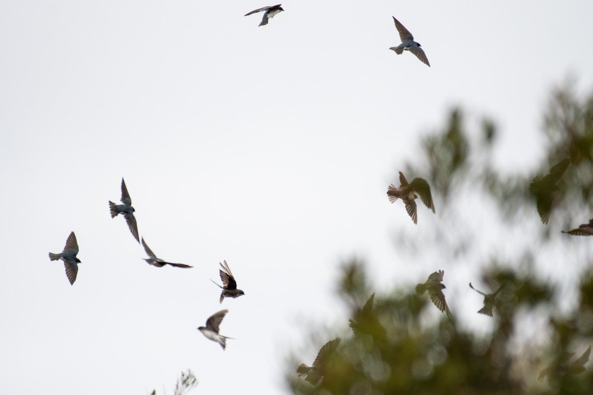 Tree Swallow - ML642812248