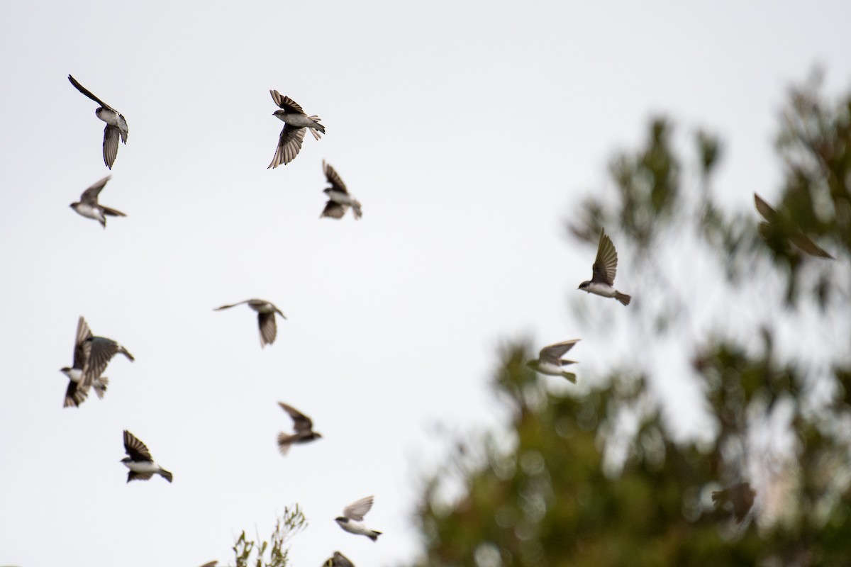 Tree Swallow - ML642812249