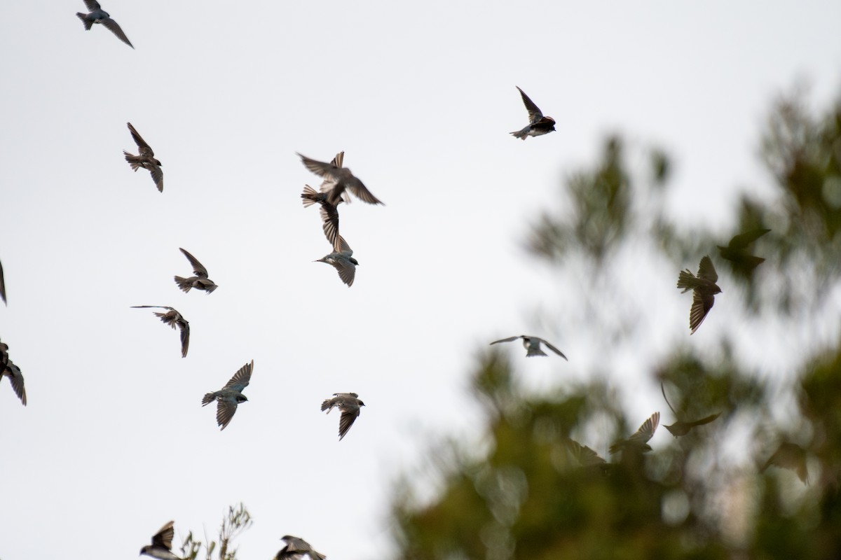 Tree Swallow - ML642812251