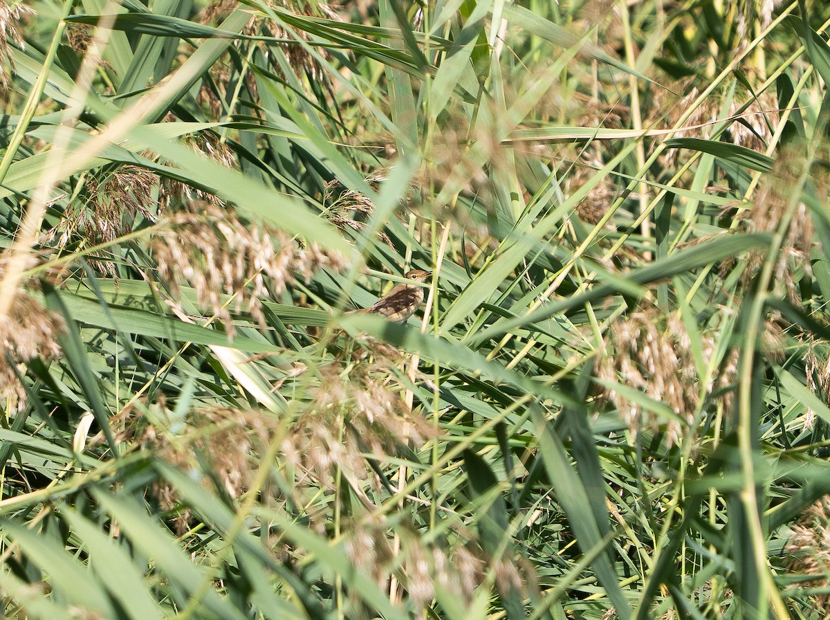 rákosník obecný - ML642812297