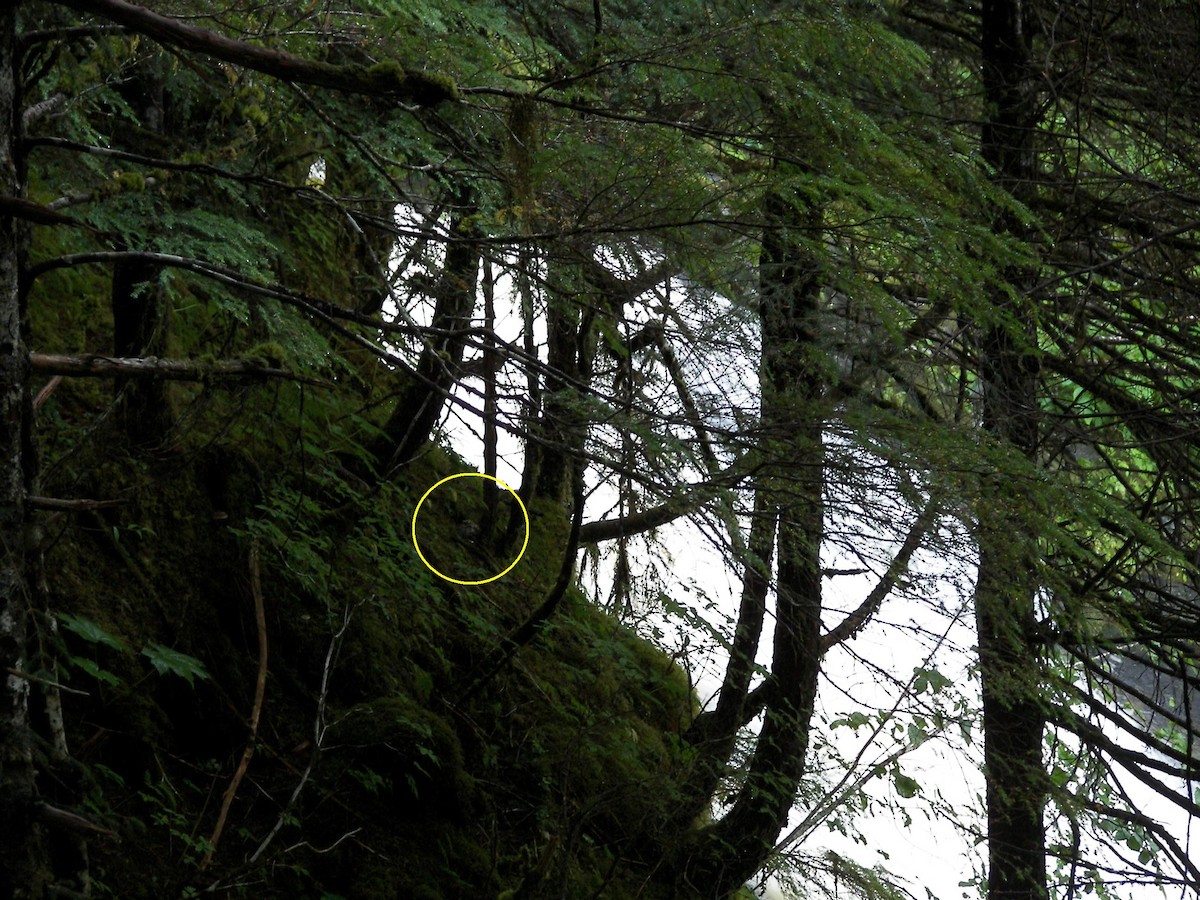 Marbled Murrelet - ML642812299