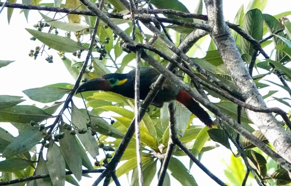 Guianan Toucanet - ML642812304