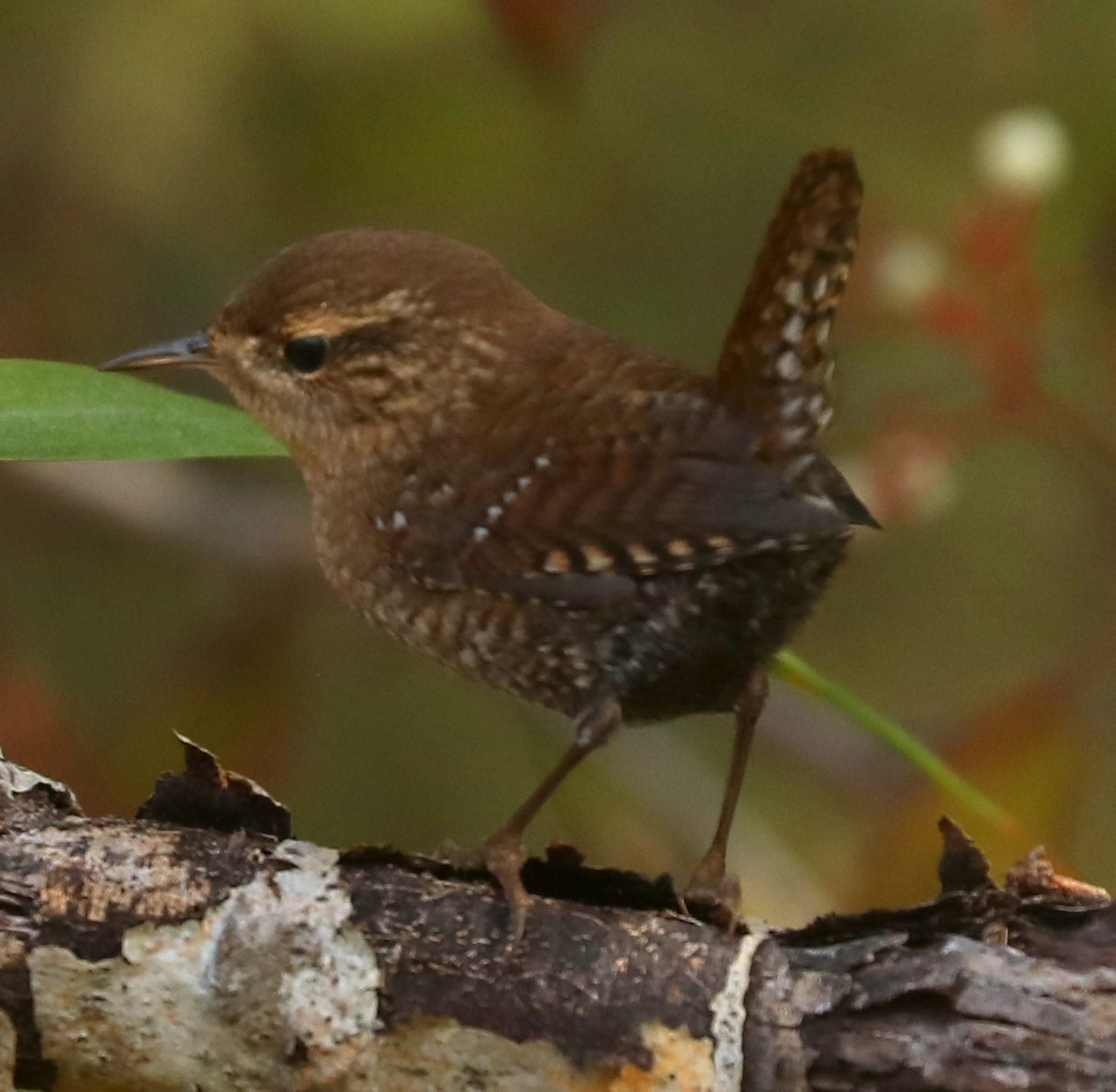 Winter Wren - ML642812310