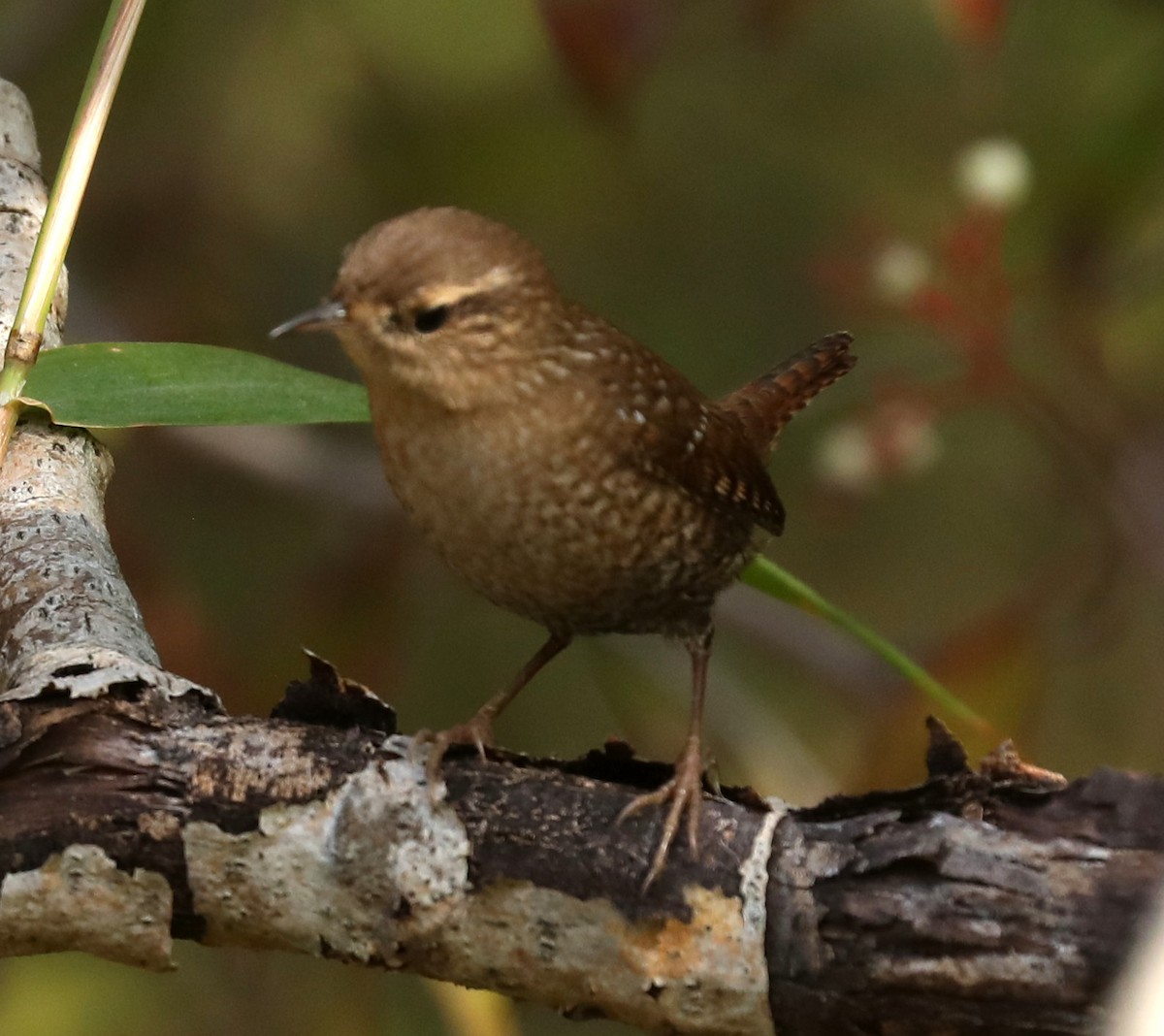Winter Wren - ML642812311