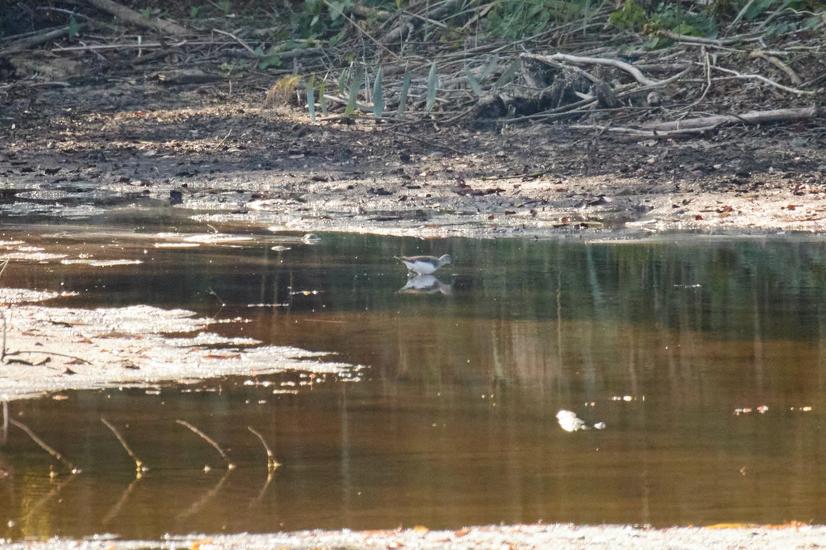 Green Sandpiper - ML642812314