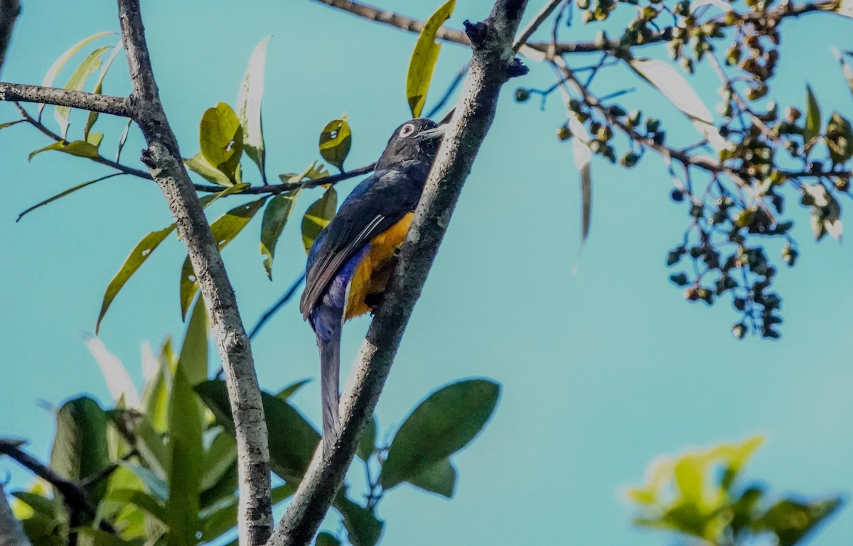 Green-backed Trogon - ML642812319