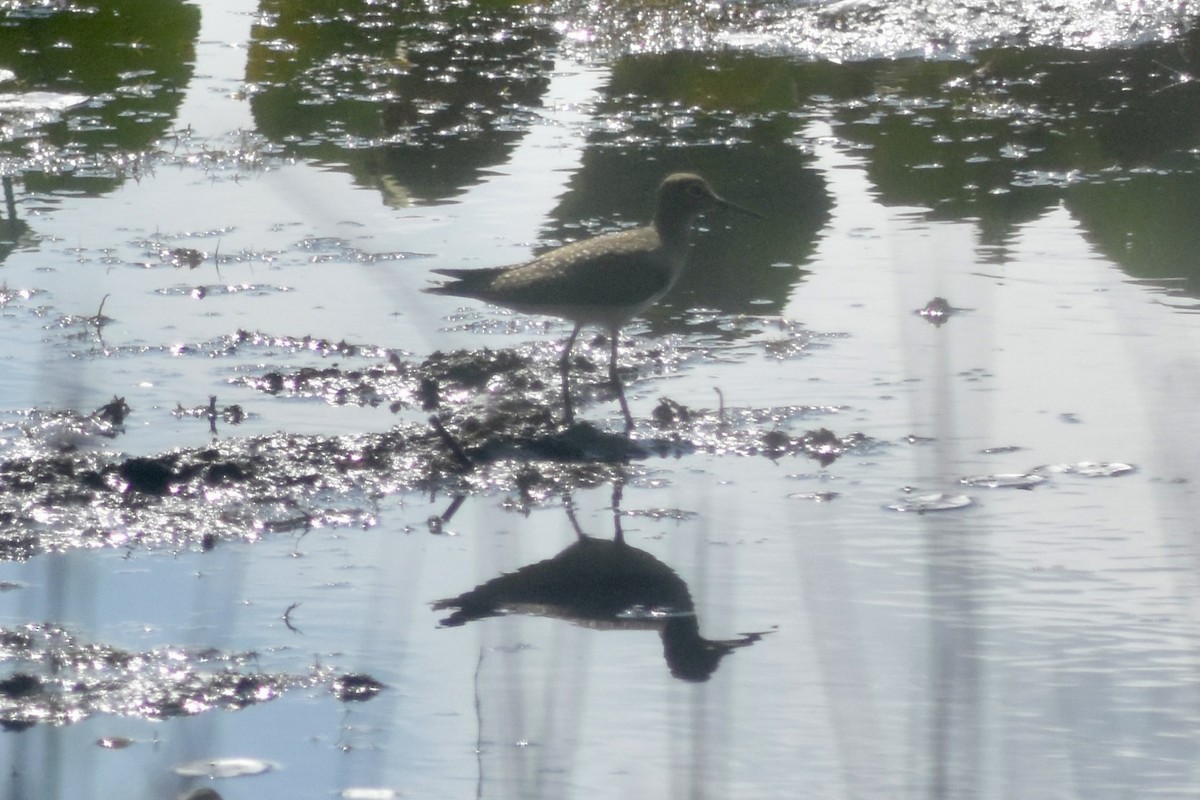 Solitary Sandpiper - ML642812320