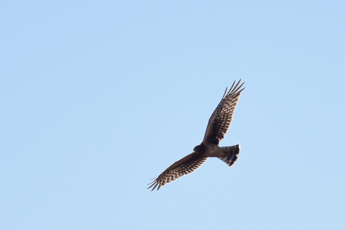 Northern Harrier - ML642812323