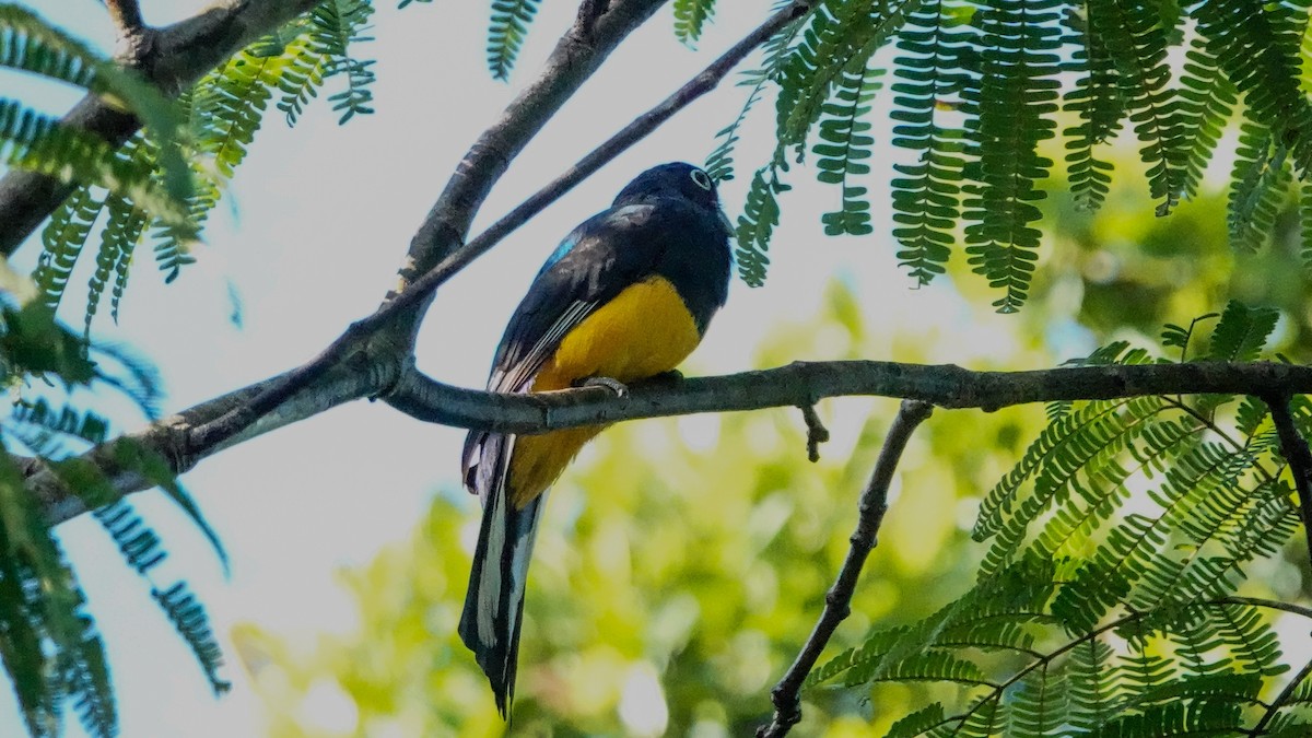 Green-backed Trogon - ML642812326